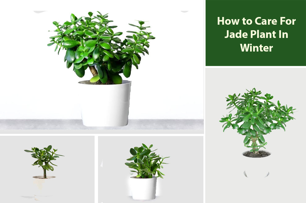 How to Care For Jade Plant In Winter
