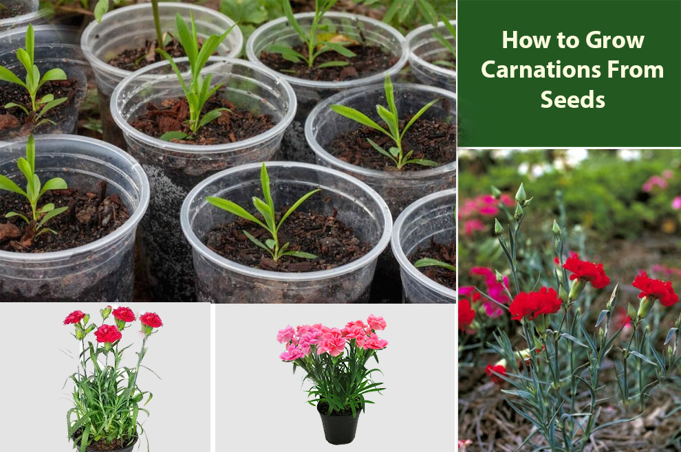 How to Grow Carnations From Seeds