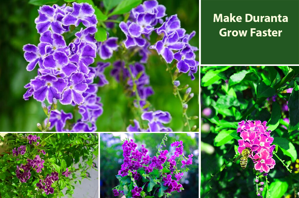 How To Make Duranta Grow Faster