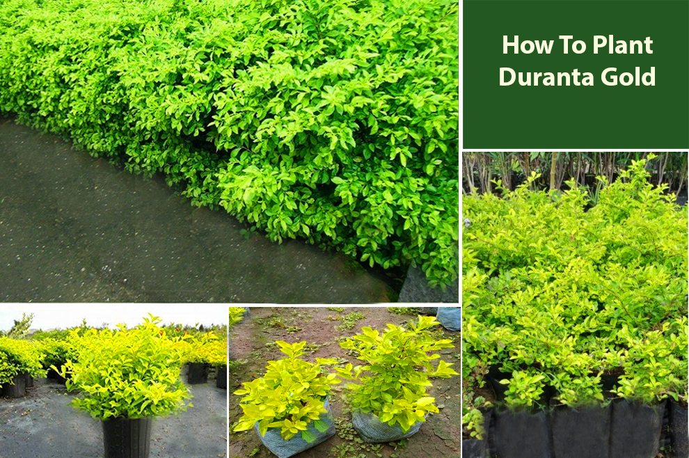 How to Plant Duranta Gold