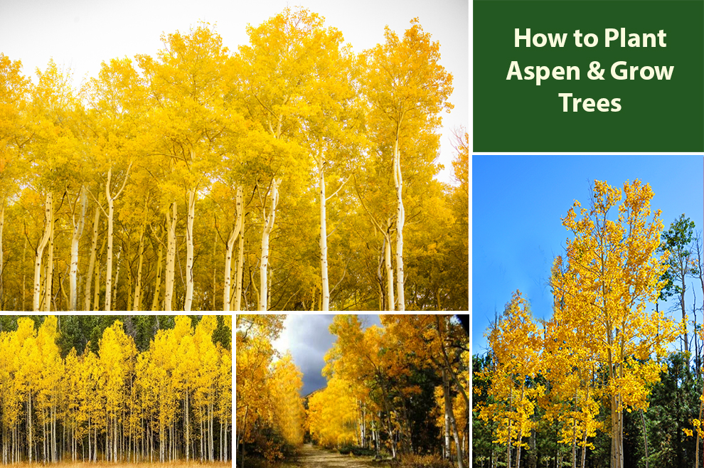How to Plant Aspen & Grow Trees 