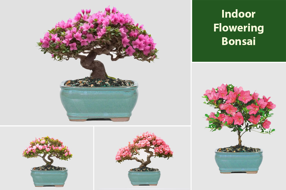 Indoor Flowering Bonsai 