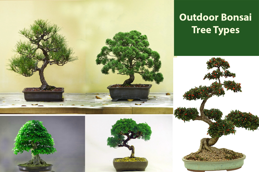 Outdoor Bonsai Tree Types 
