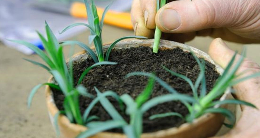 Preparing Cut Carnation Flowers