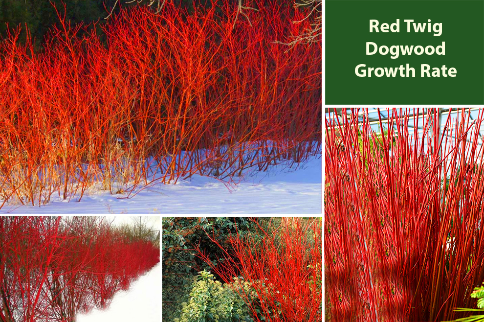 Red Twig Dogwood Growth Rate 