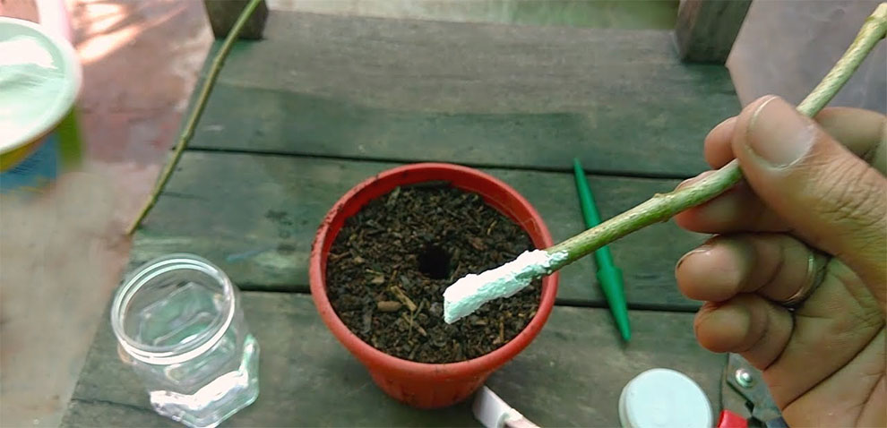 Rooting Hormone Method