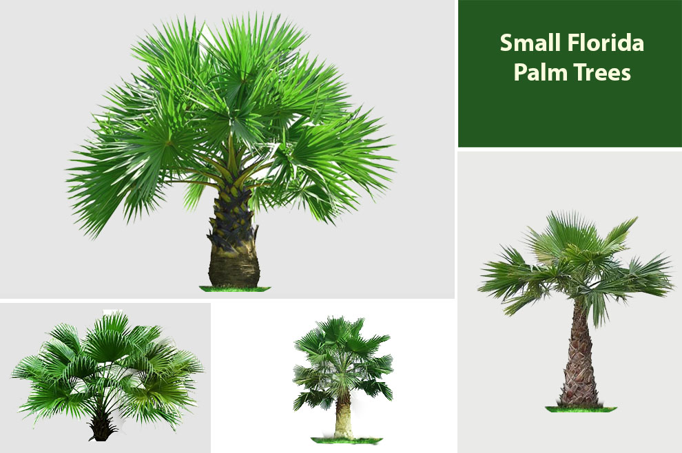 Small Florida Palm trees