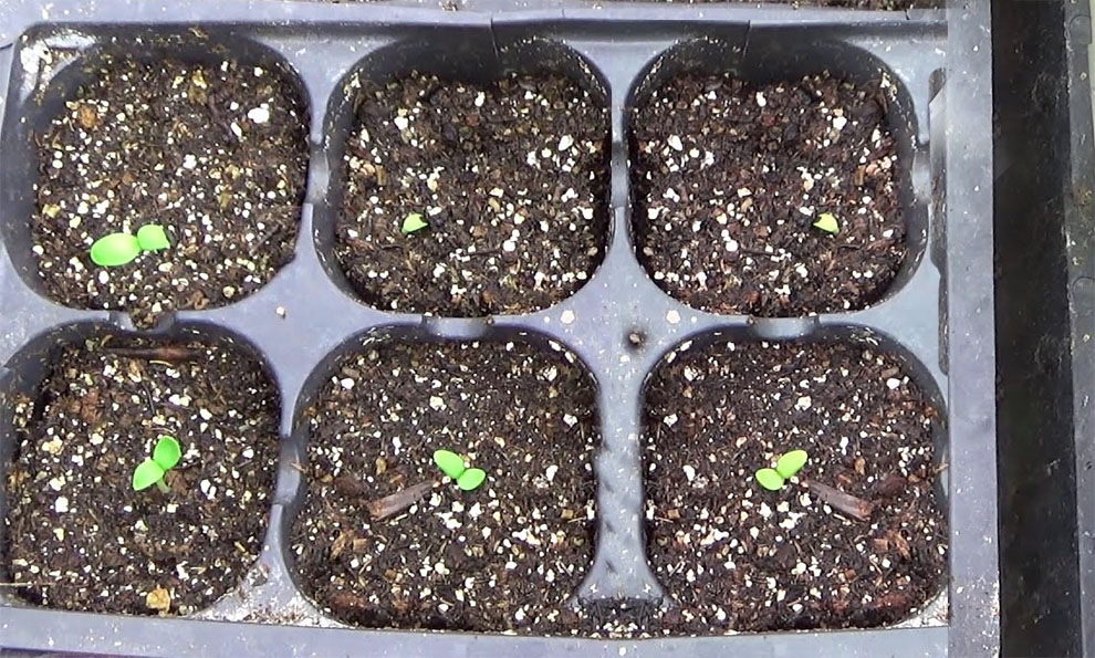 Start Carnation Seeds