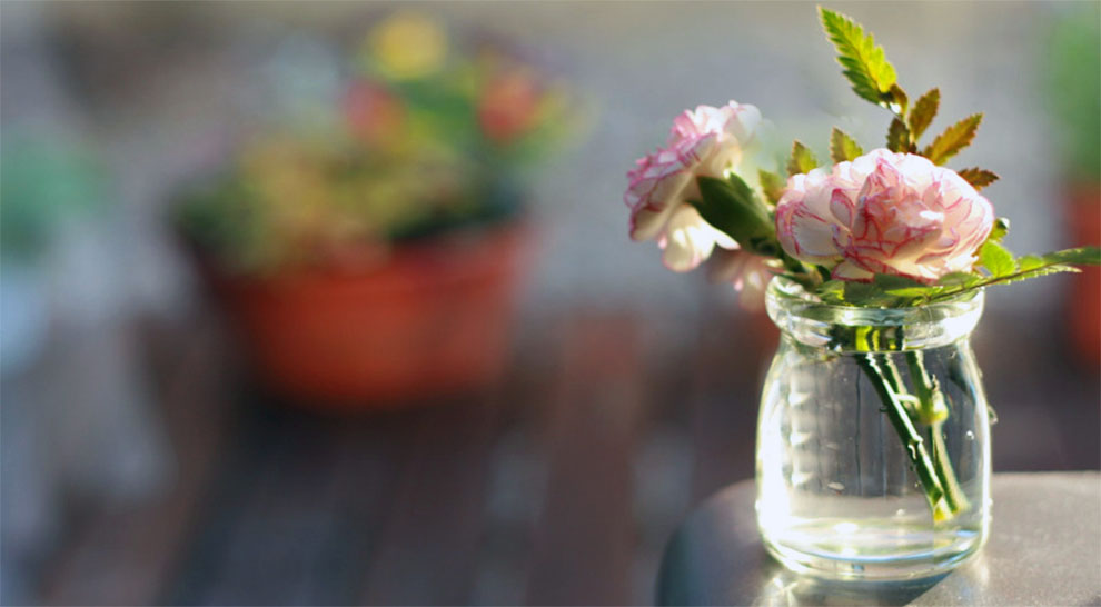 Suitable Cut Carnation Flowers