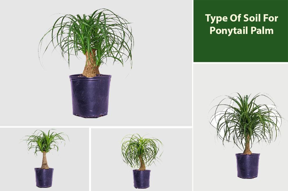 Type Of Soil For Ponytail Palm