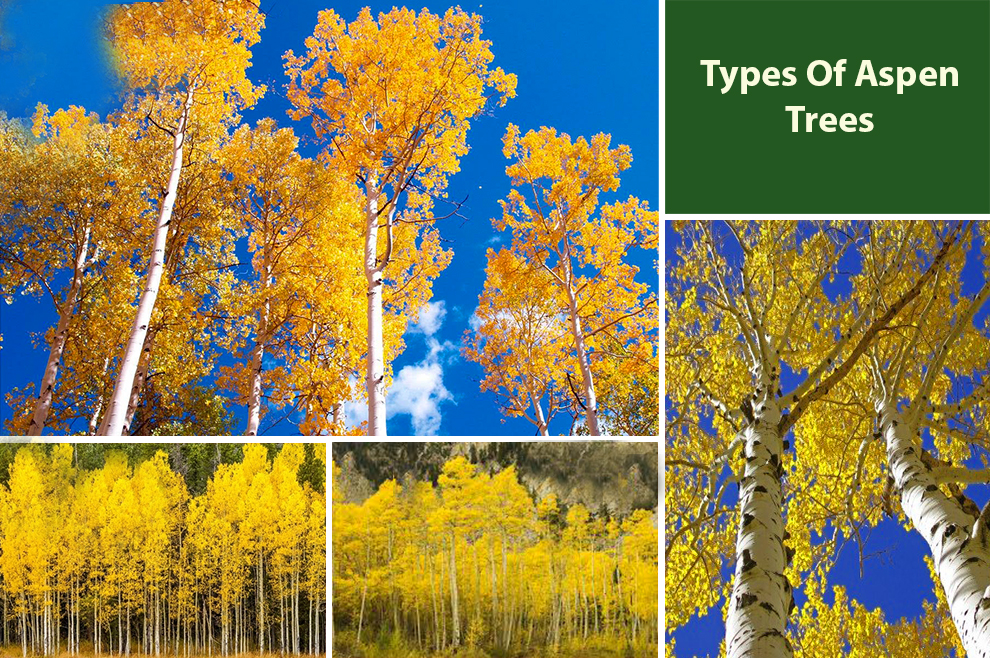 Types of Aspen Trees 