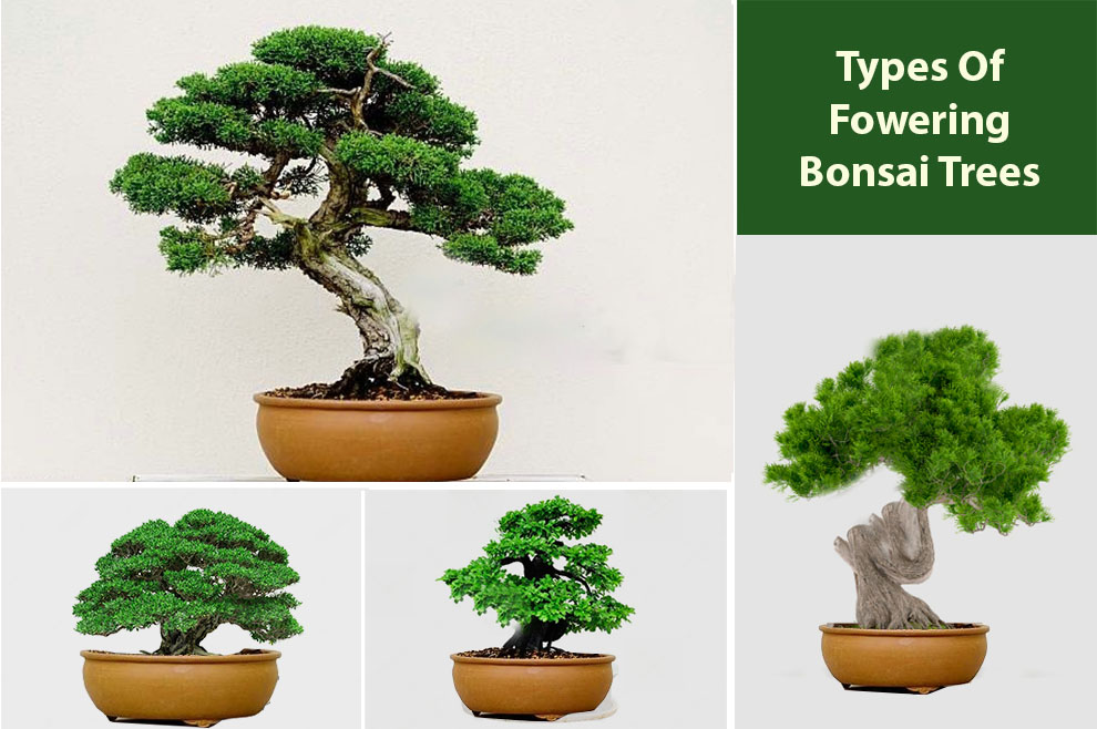 Types of flowering bonsai trees 