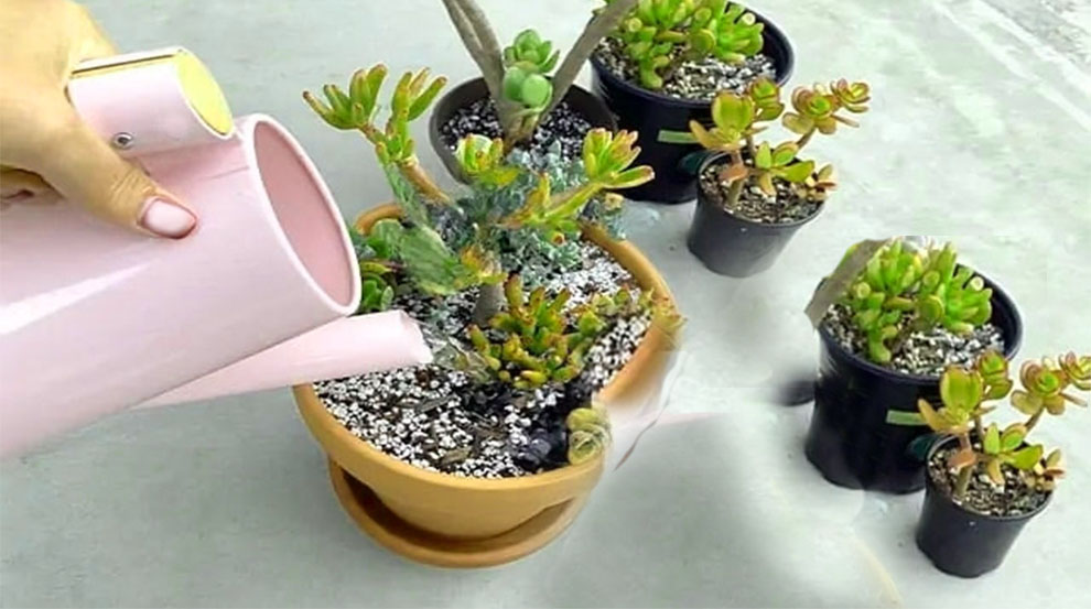 Water Jade Plants In The Winter