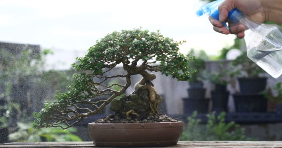 Water a Ficus Bonsai Tree