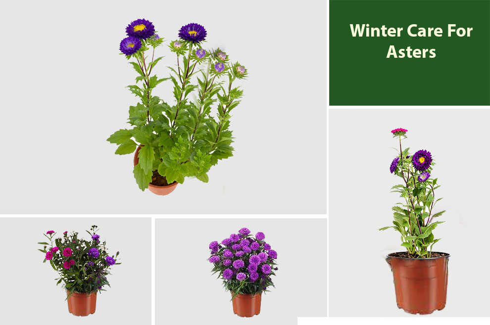 Winter Care For Asters 