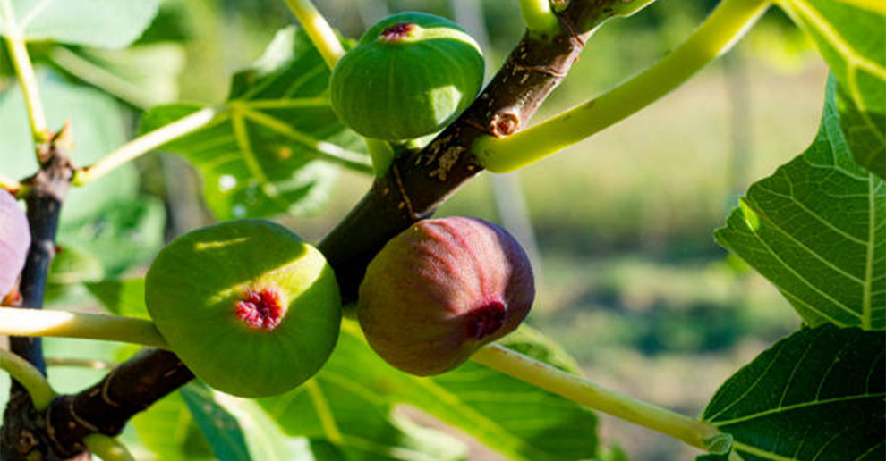 A Fig Tree Bear Fruit