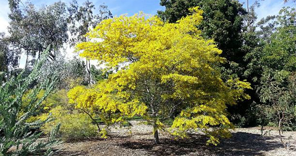 American Acacias