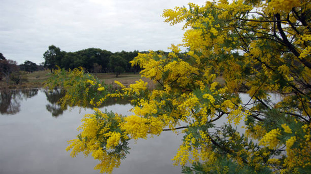 Australian Acacias