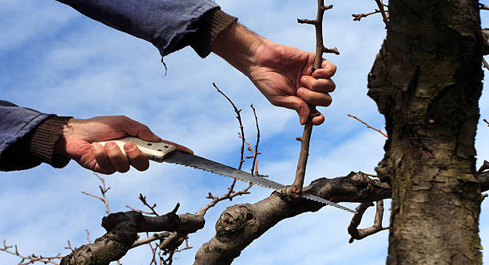 Benefits of Pruning Maple Trees