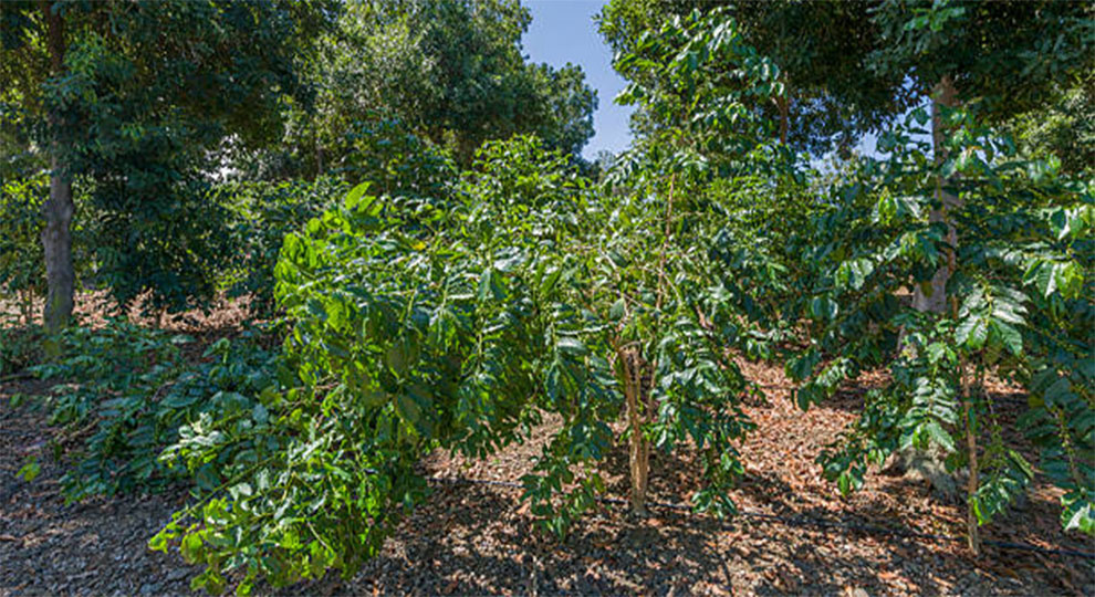 Best Place to Plant a Moringa Tree