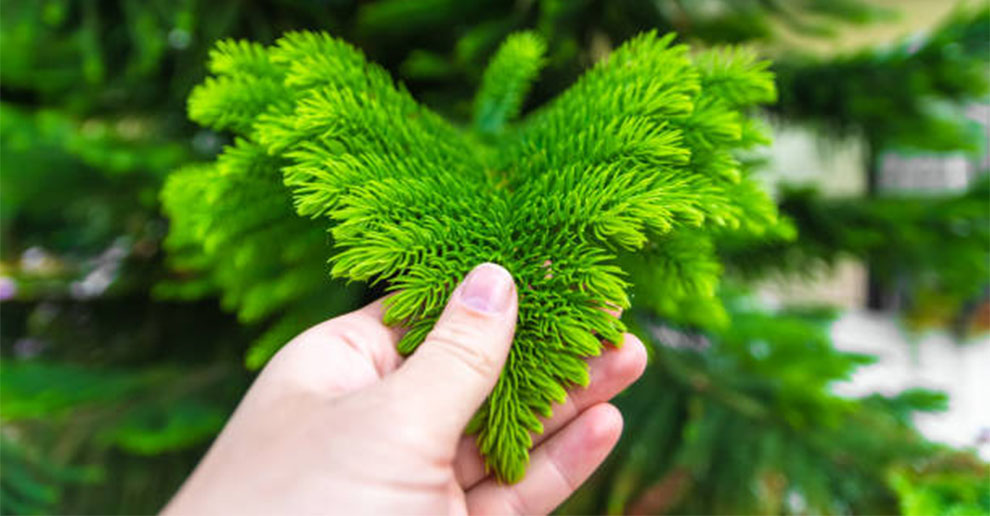 Care for A Norfolk Pine In Winter