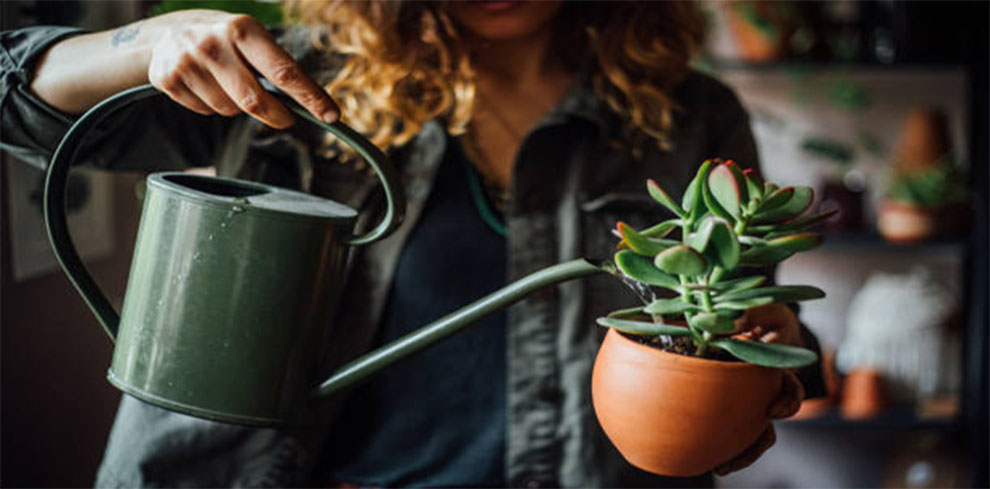 Care for Potted Eucalyptus