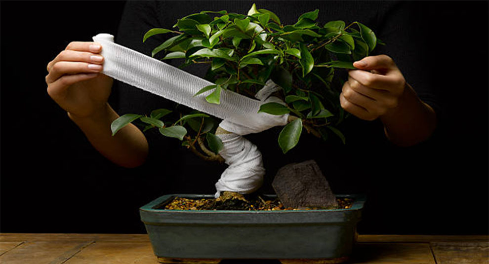 Common Mistakes To Avoid For Winter Bonsai Care