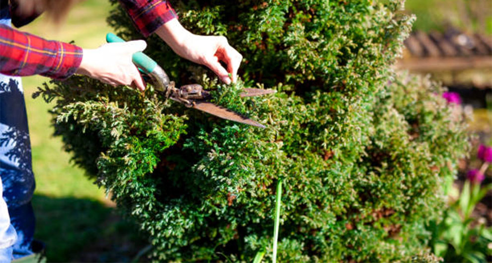 Common Mistakes to Avoid While Pruning Evergreens