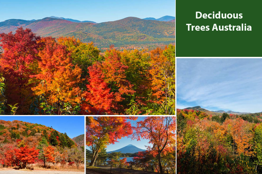 Deciduous Trees Australia