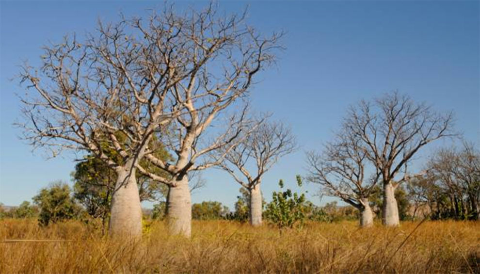 Deciduous Trees in Australia Lose Their Leaves