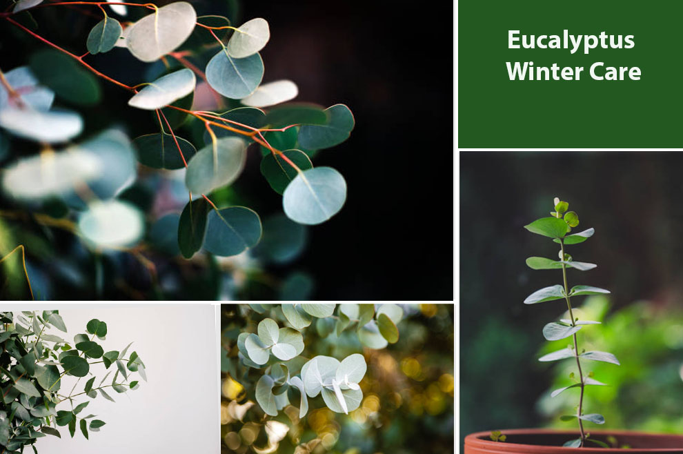 Eucalyptus Winter Care