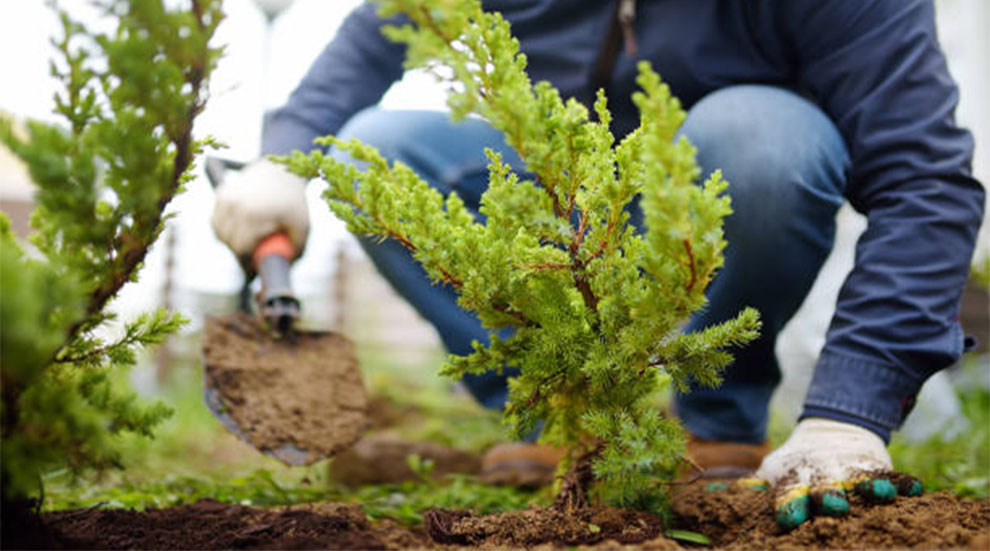 Fall Planting