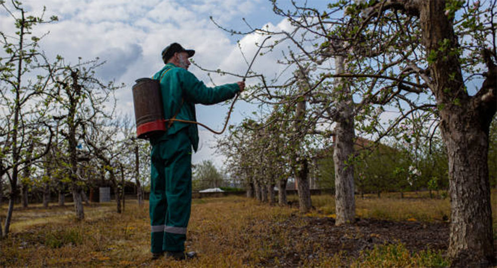 Fertilization in Apple Tree Health