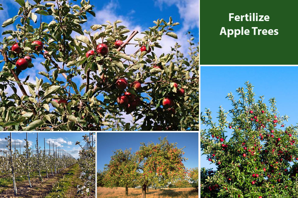 Fertilize Apple Trees 