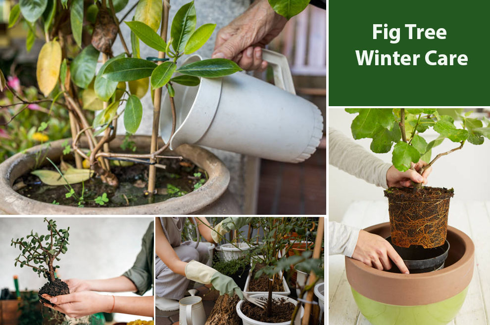 Fig Tree Winter Care