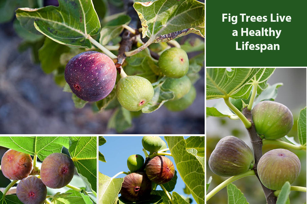 Fig Trees Live a Healthy Lifespan