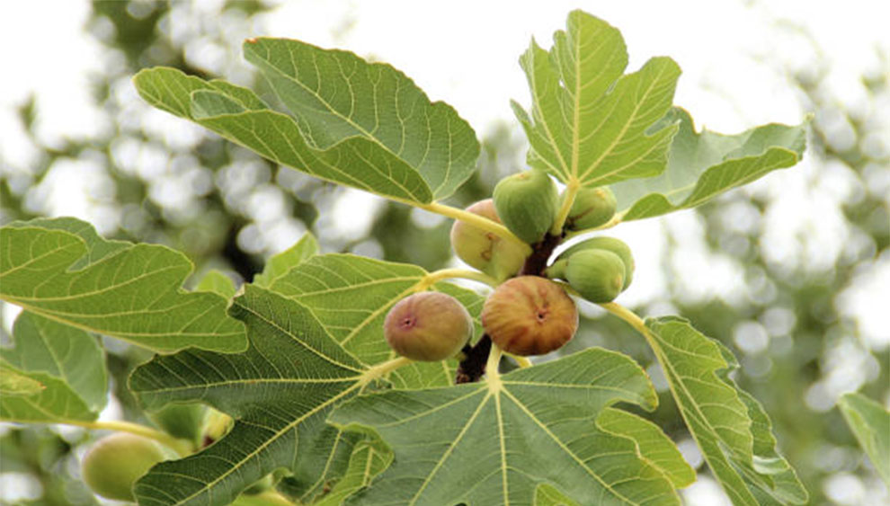 Fig Trees Living a Long Lifespan