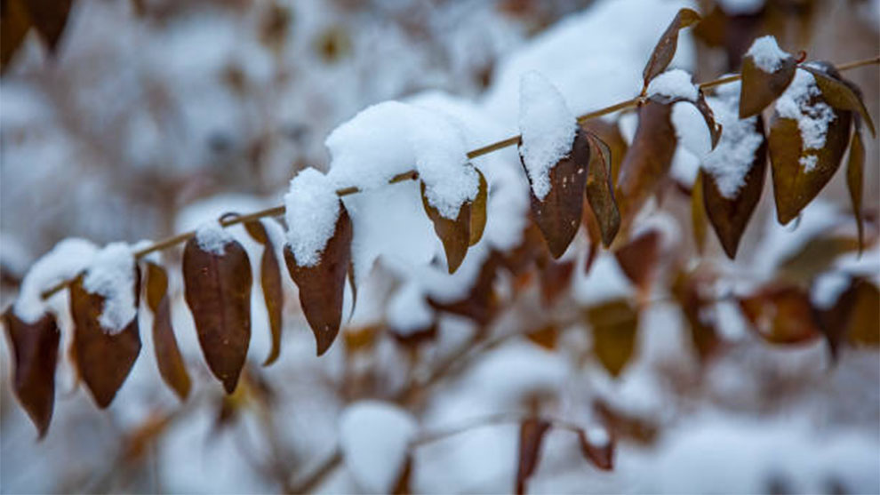 Fig Trees Need to be Buried in Winter