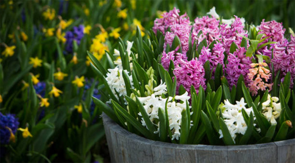 Forcing Hyacinth Bulbs