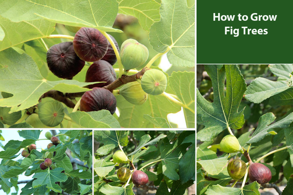 How to Grow 
Fig Trees
