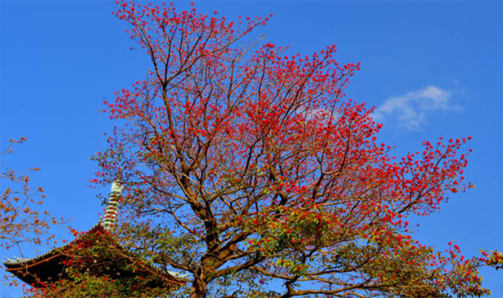 Grow Holly Tree