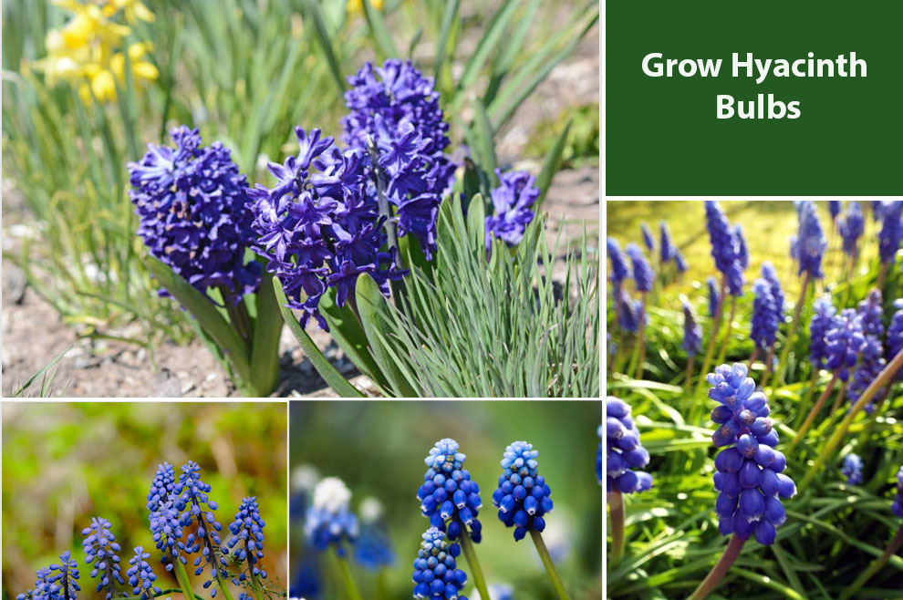 Grow Hyacinth Bulbs