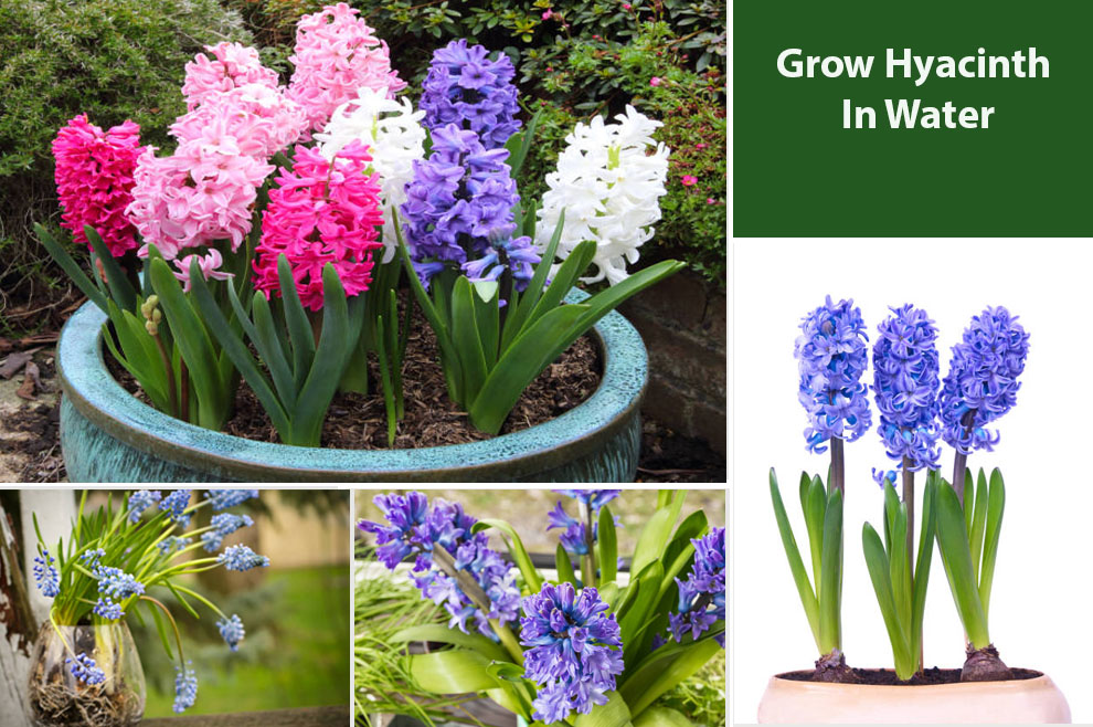 Grow Hyacinth In Water