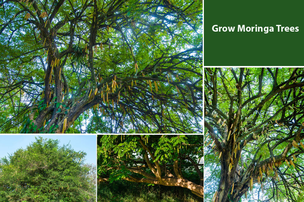 Grow Moringa Trees