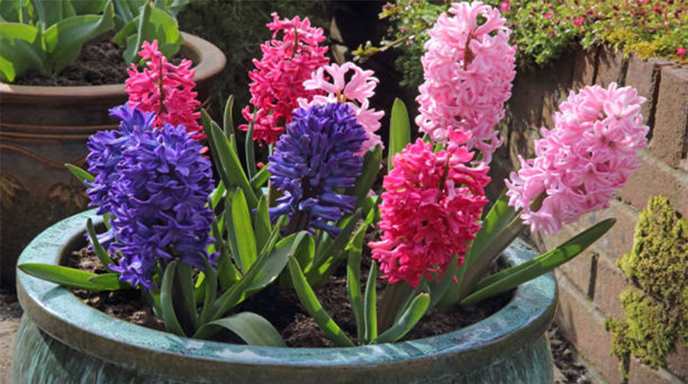 Growing Hyacinths In Pond 