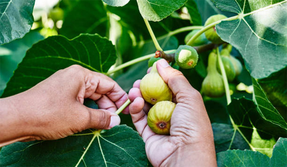 Harvesting Figs