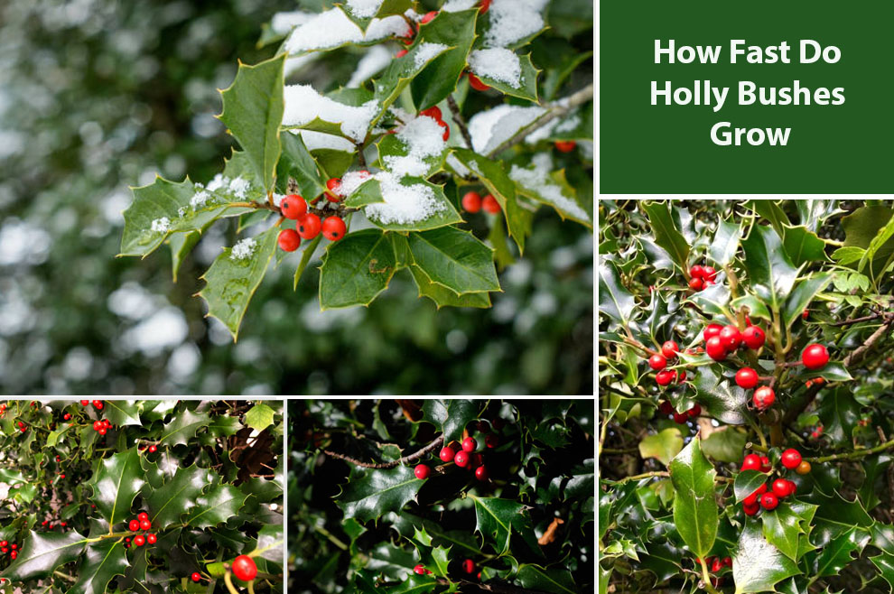 How Fast Do Holly Bushes Grow