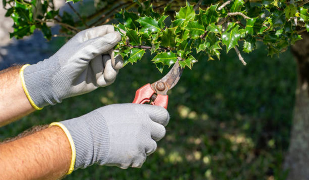 Holly Plant Care