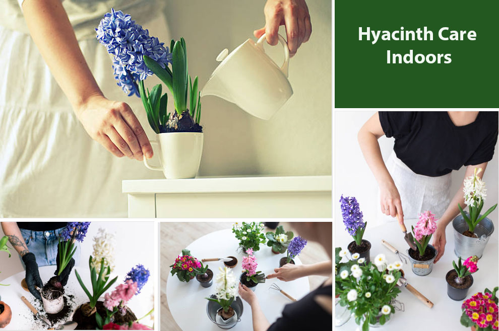 Hyacinth Care Indoors