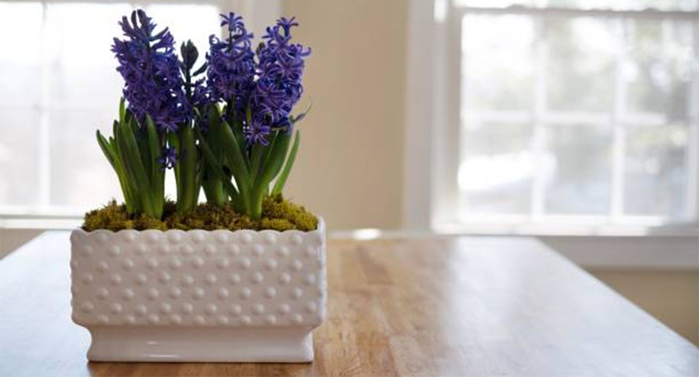 Hyacinths be Placed Indoors